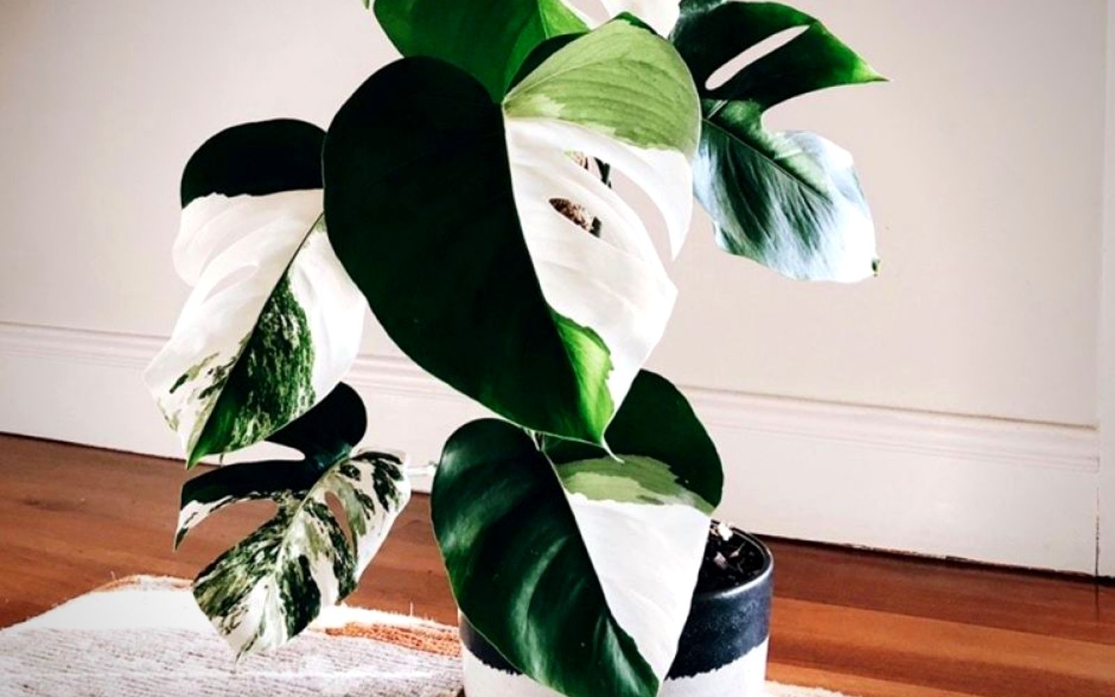 Monstera Variegata Houseplants for sale