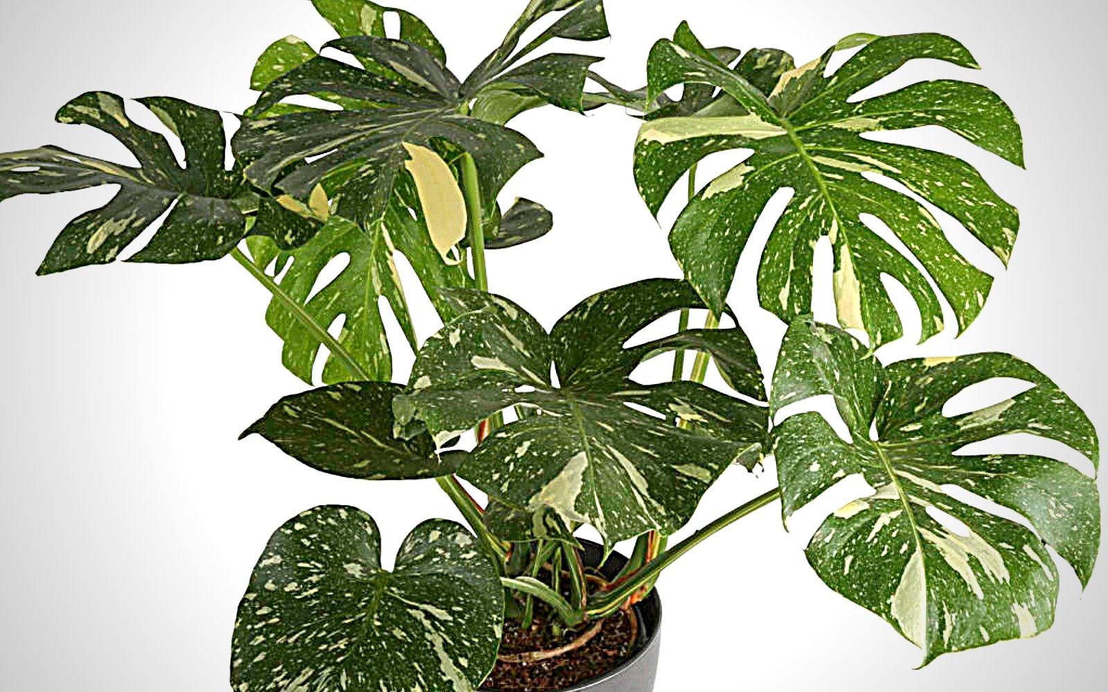 Variegated monstera plant