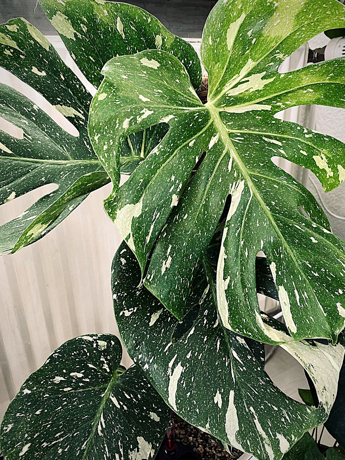 Monstera thai constellation