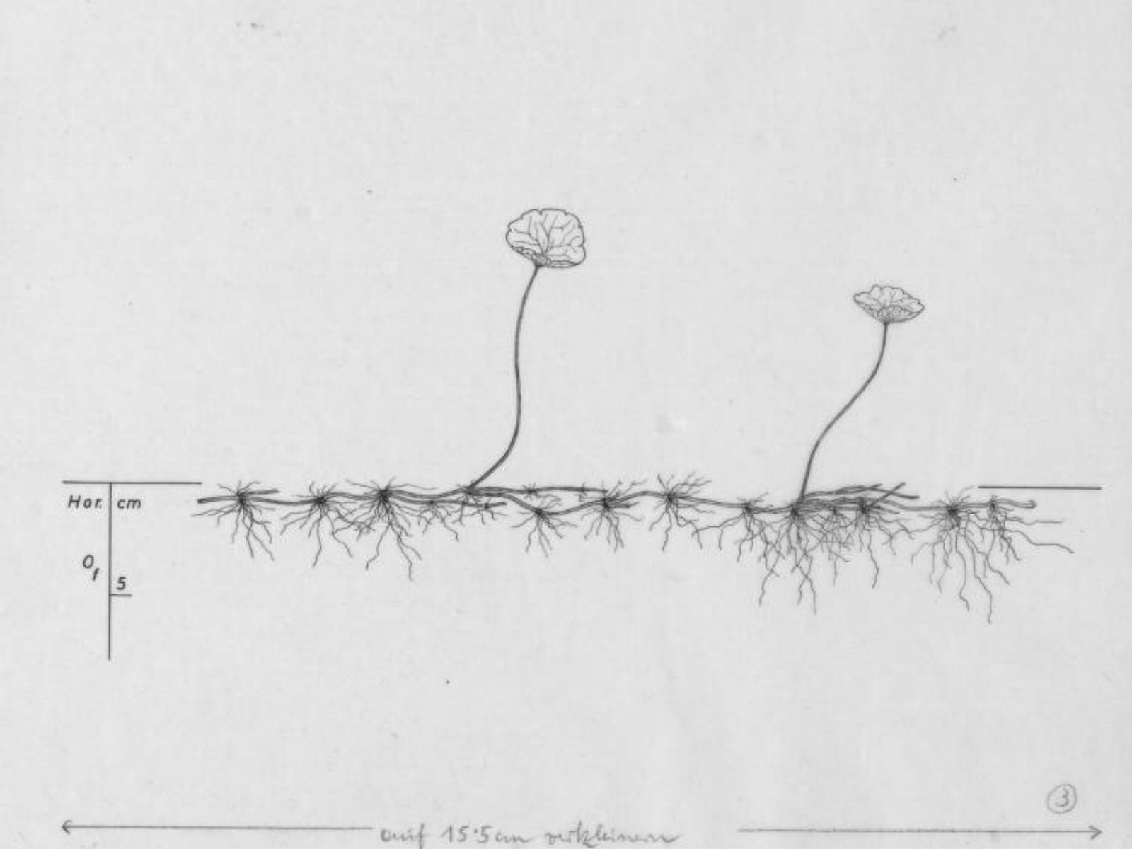 Series of drawings of complex root systems by professional botanists on Thursd