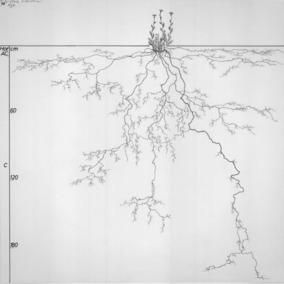 Complex root system shown in incredibly meticulous drawings on Thursd