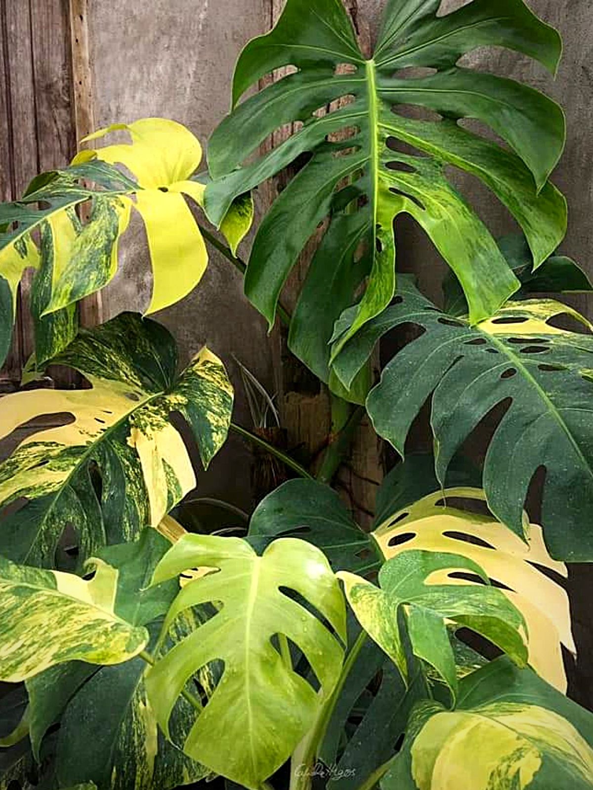 店内全品送料無料 冬が来るので最終価格！Monstera borsigiana Aurea