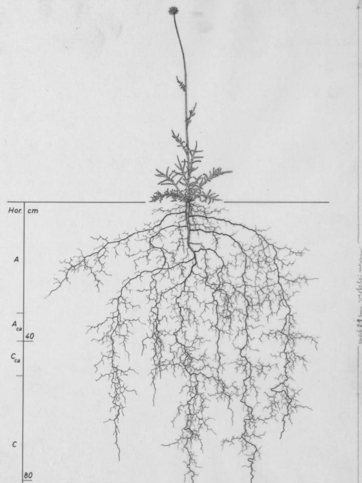Wageningen University in the Netherlands completed research of complex root systems on Thursd