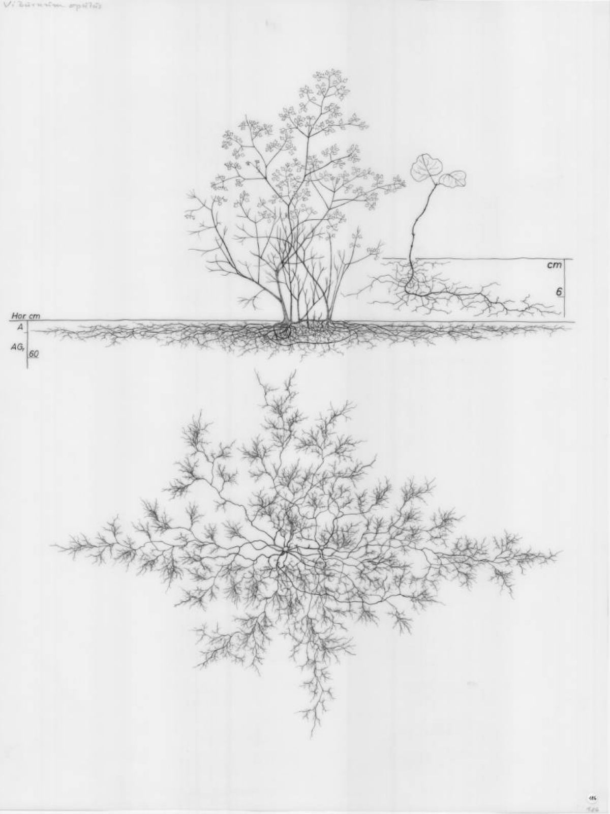 Dig Into an Enormous Archive of Drawings Unveiling the Complex Root Systems of 1180 plants on Thursd