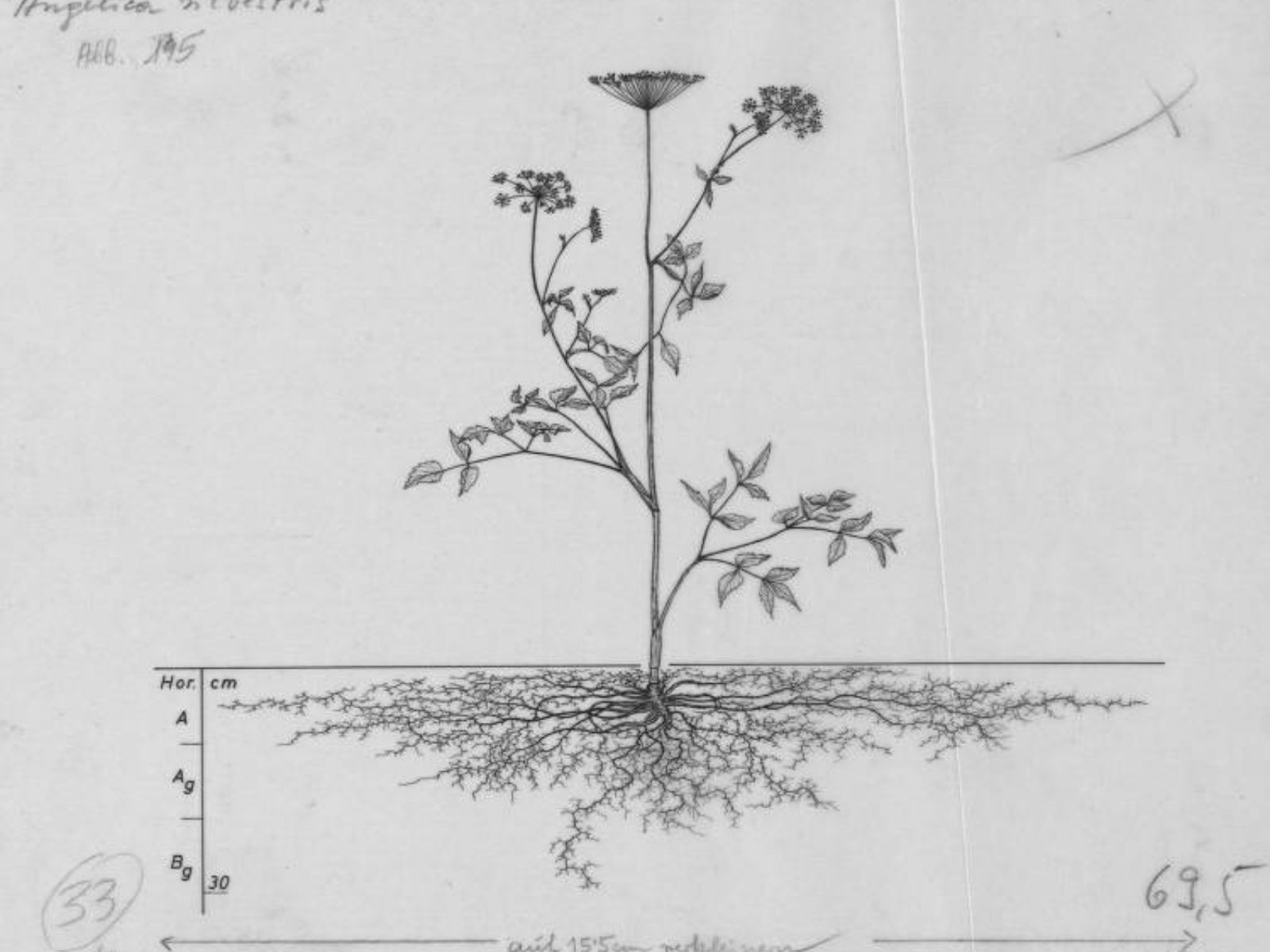 Flower complex root system shown in incredible archived drawings on Thursd