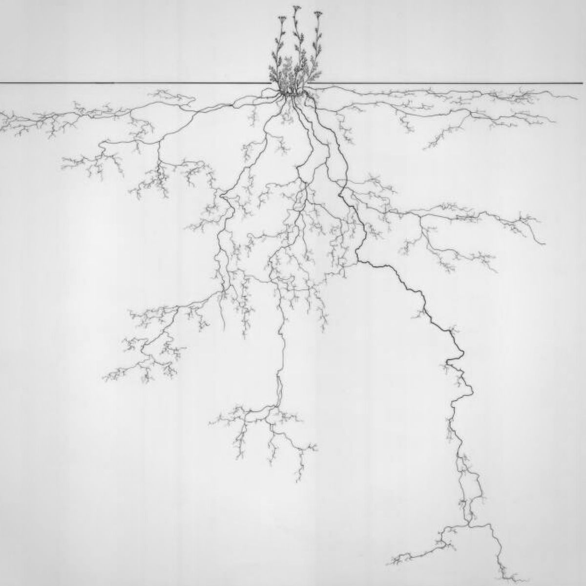 The Complex Root Systems of Plants Unveiled