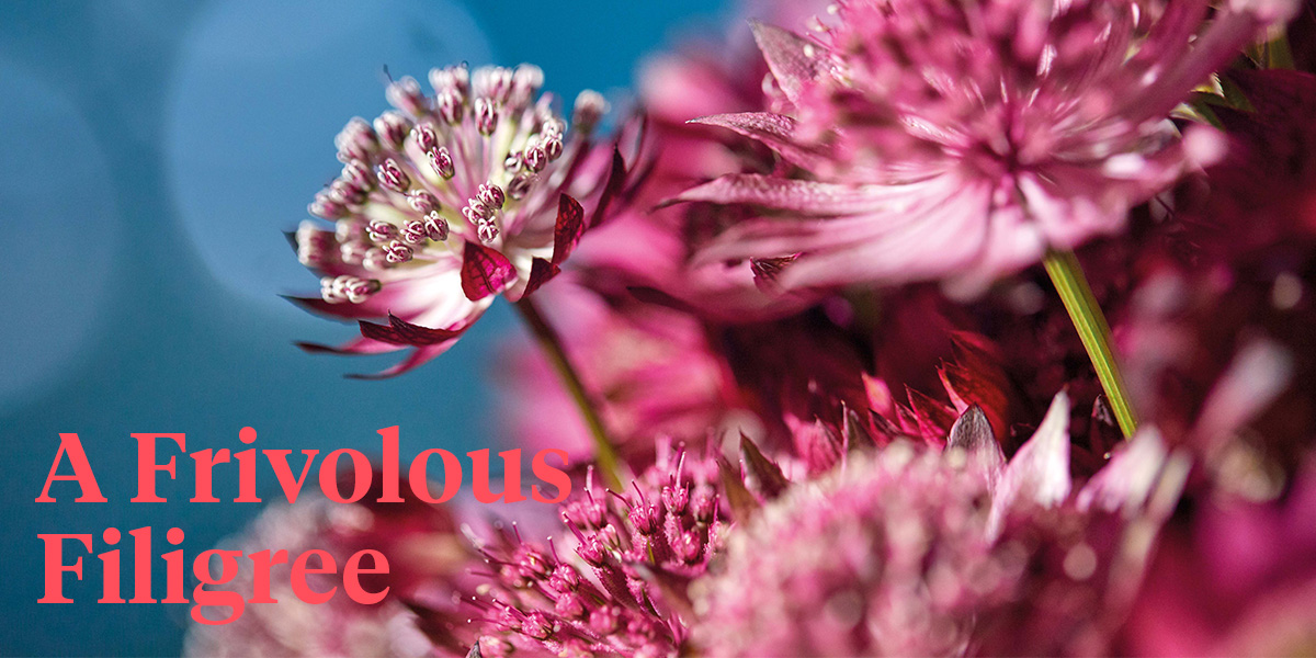 button-up-with-these-8-fine-and-frivolous-astrantia-designs-header