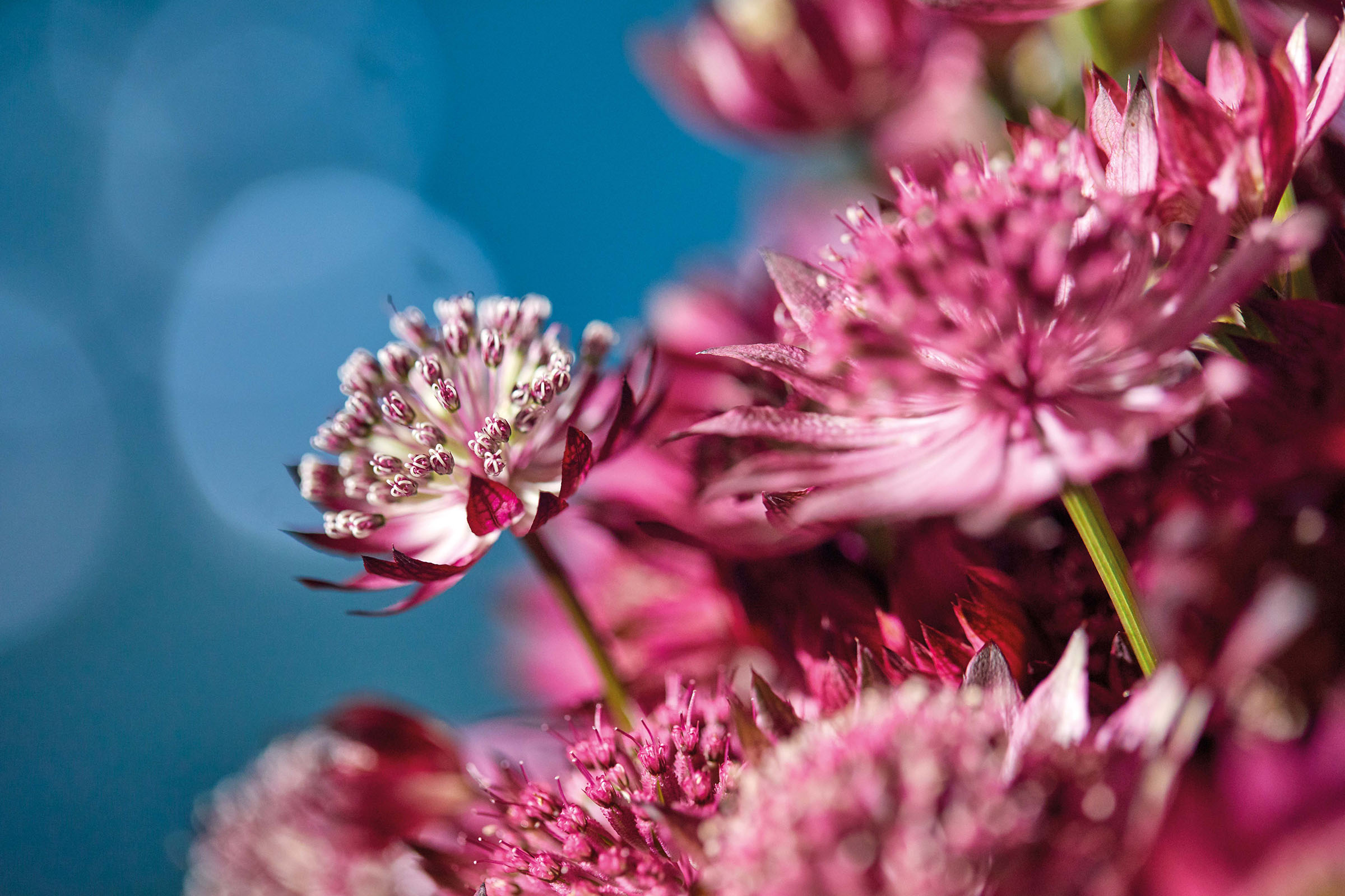 Button Up With These 8  Fine and Frivolous Astrantia Designs