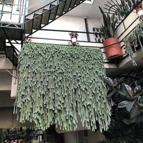 Plant Design Favorites on Instagram donkey tails