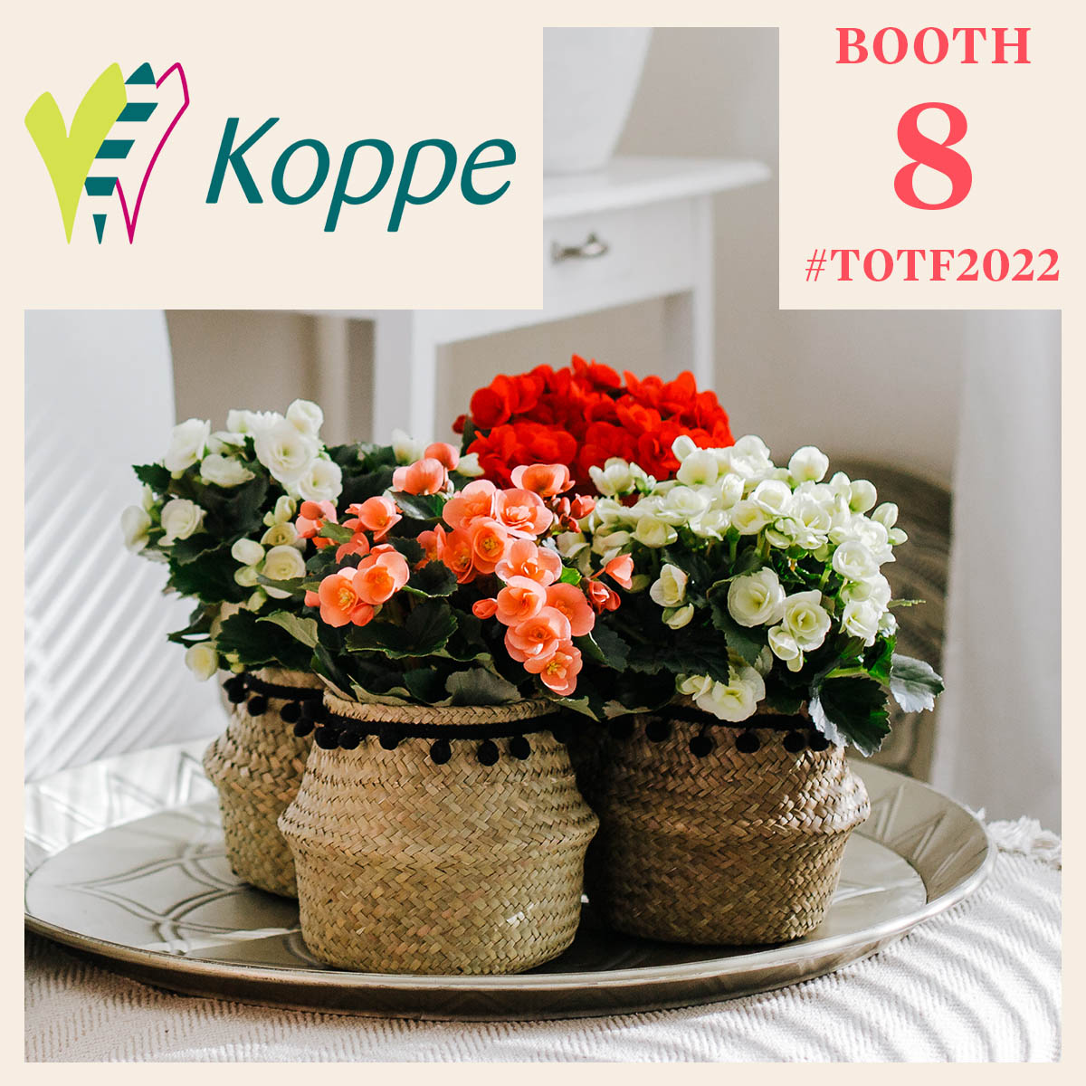 What's New From Koppe Begonia?