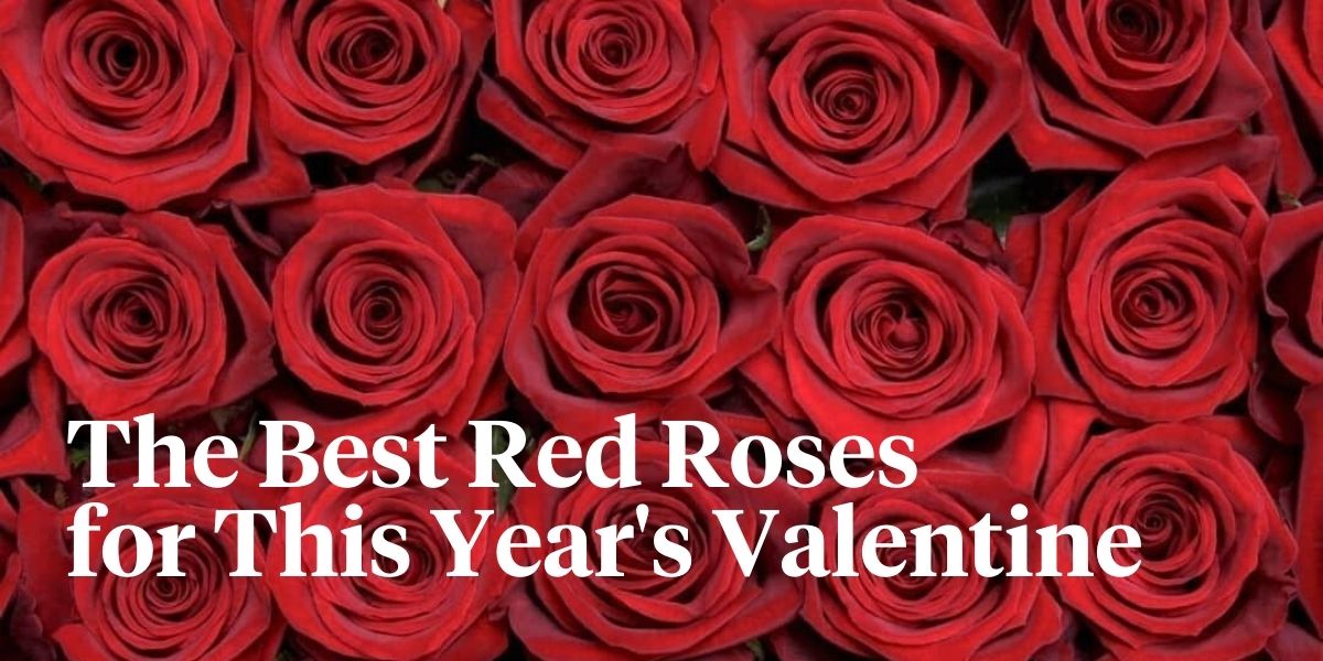 rose-finally-and-rose-madam-red-to-experience-dazzling-love-for-valentine-header