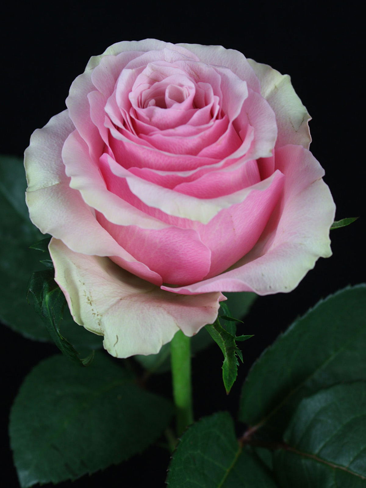 Pink Rose Celeb from De Ruiter