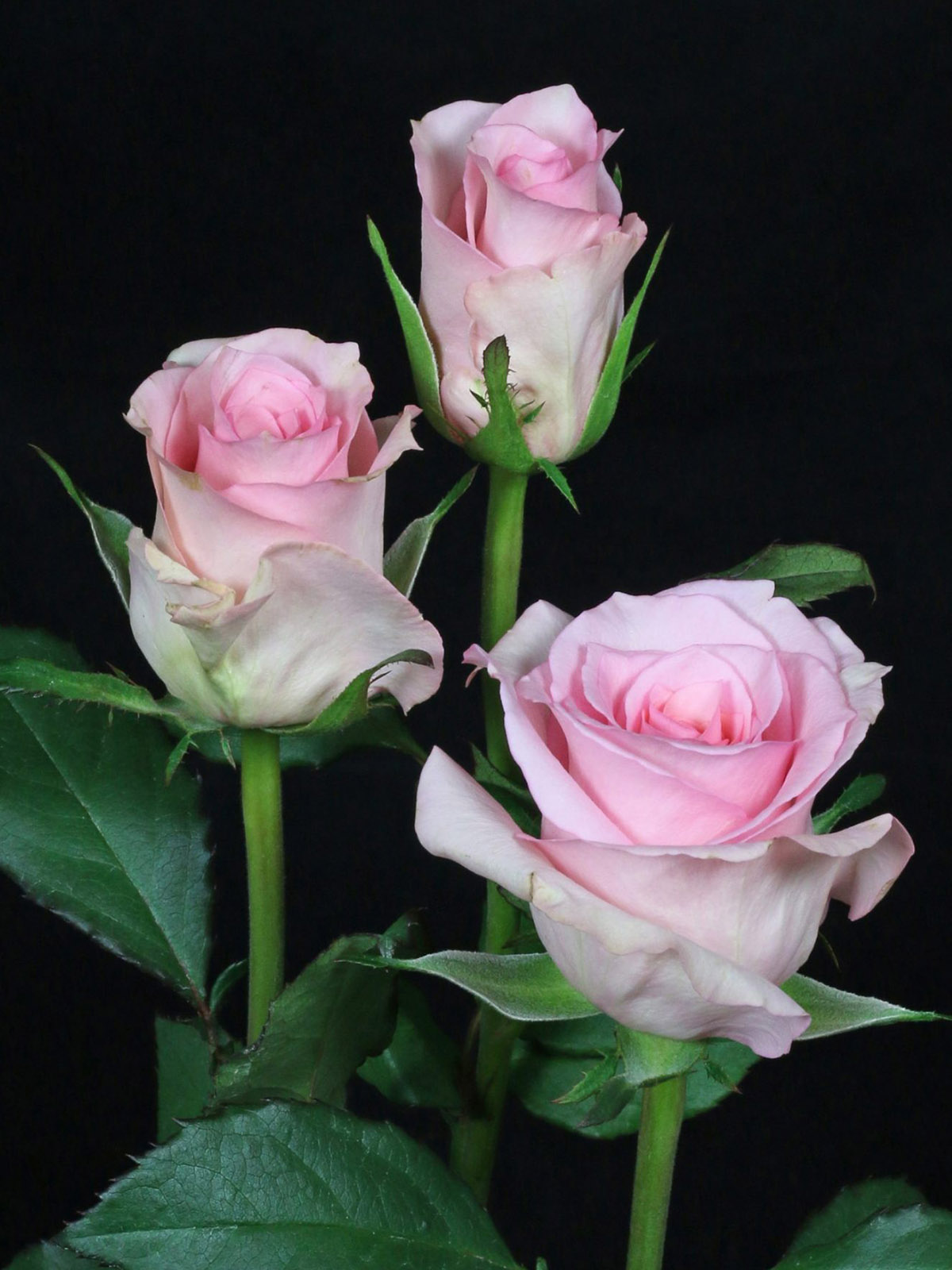 Rose Daydreaming Pink Roses from De Ruiter