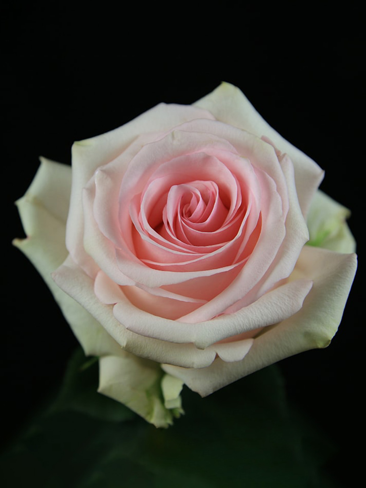 Rose Lorraine Is One of the Pink Roses for Valentine from De Ruiter