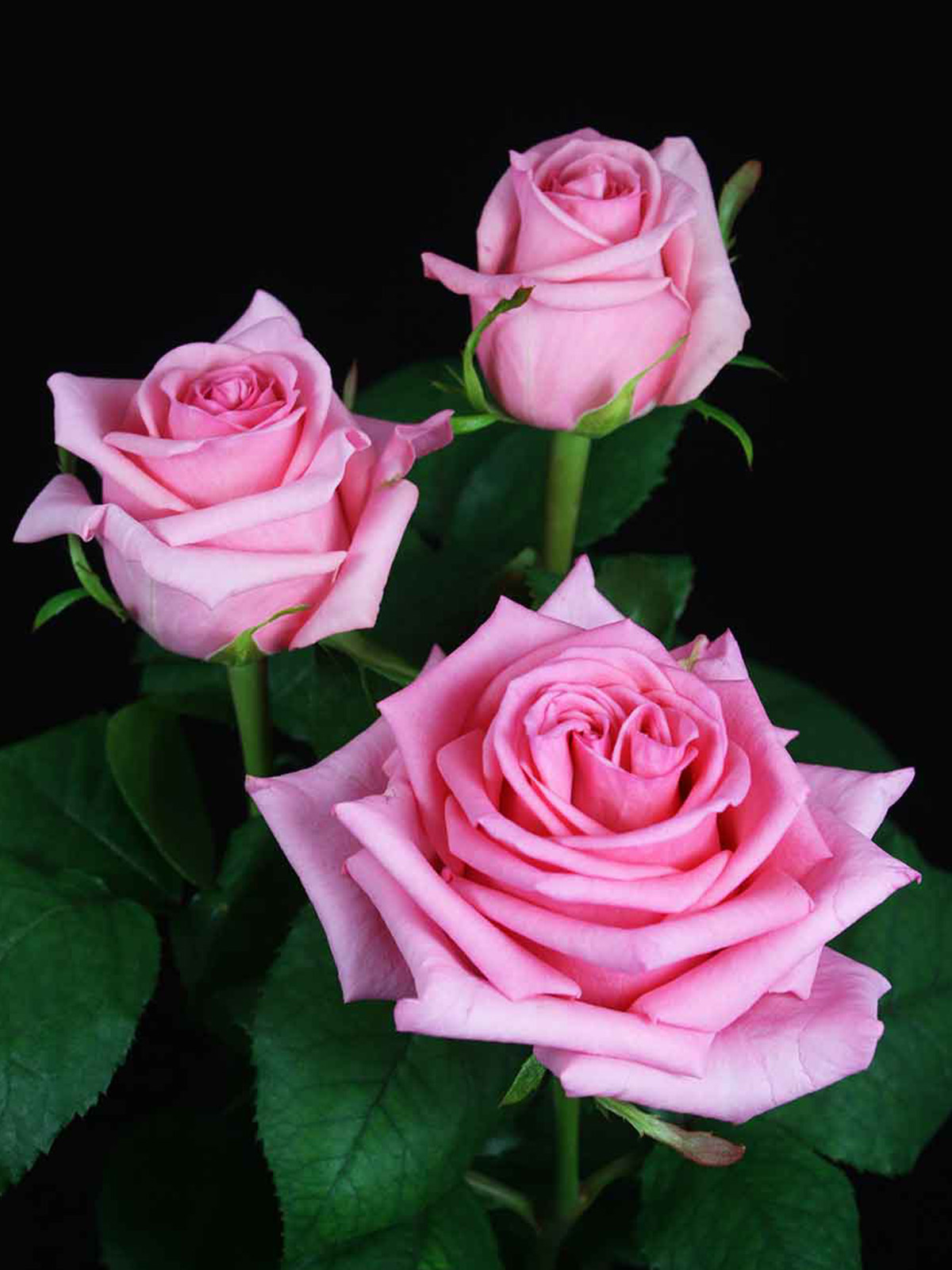 Pink Rose Opala from De Ruiter