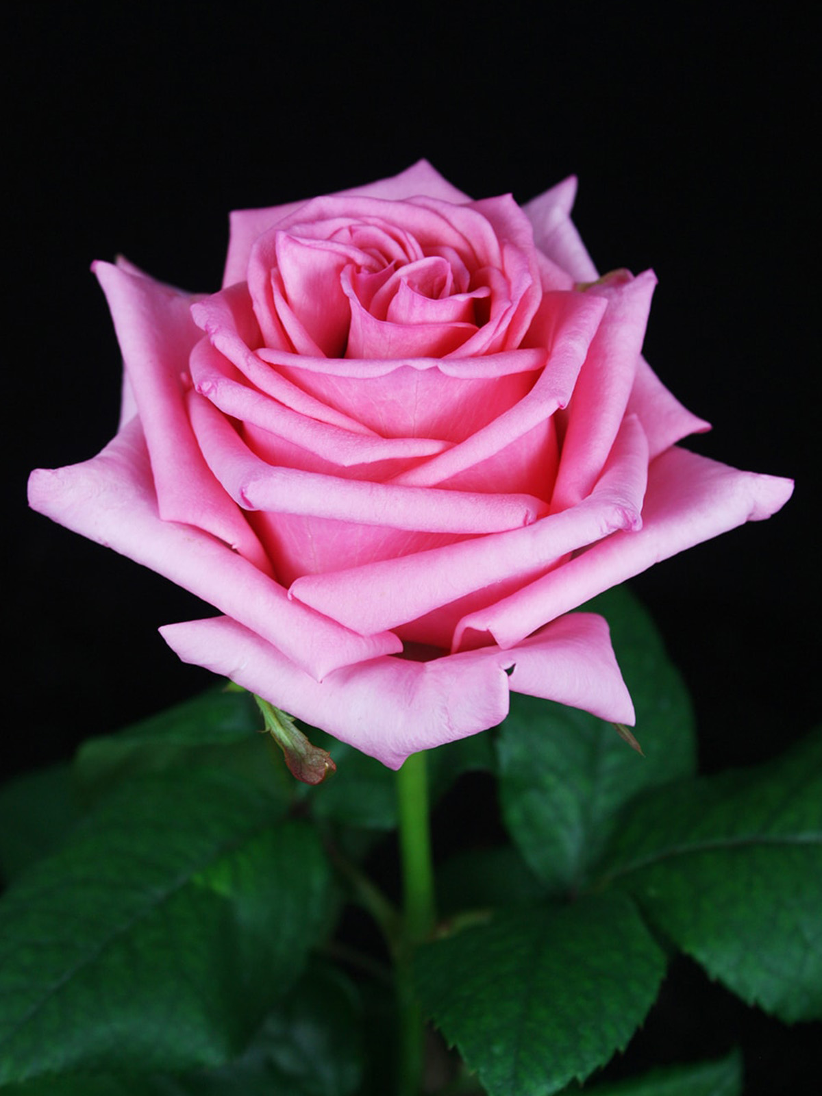 These Are the Perfect Pink Roses From De Ruiter for Your Pretty 