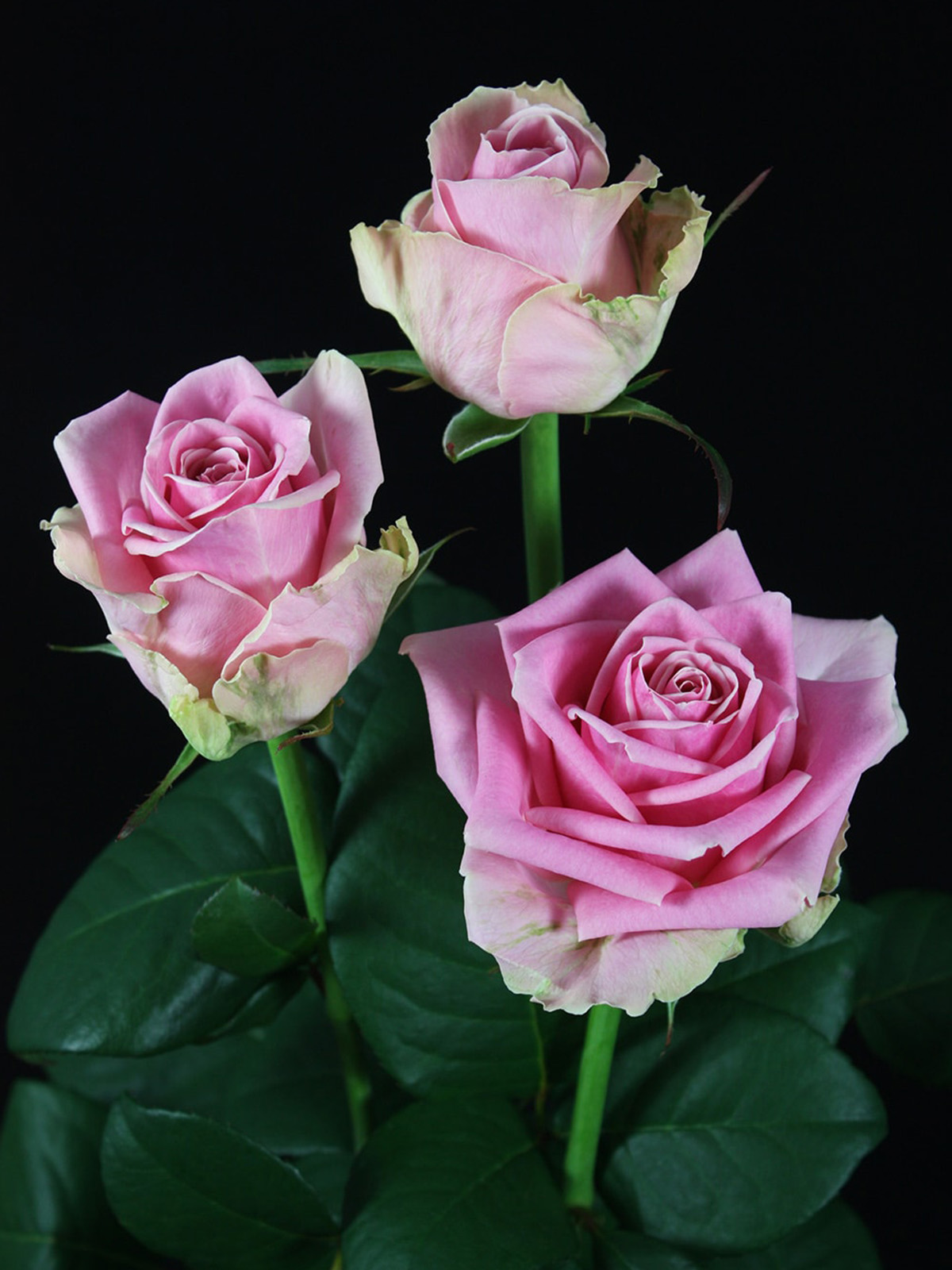 Pink Roses from De Ruiter Featuring Rose Wham