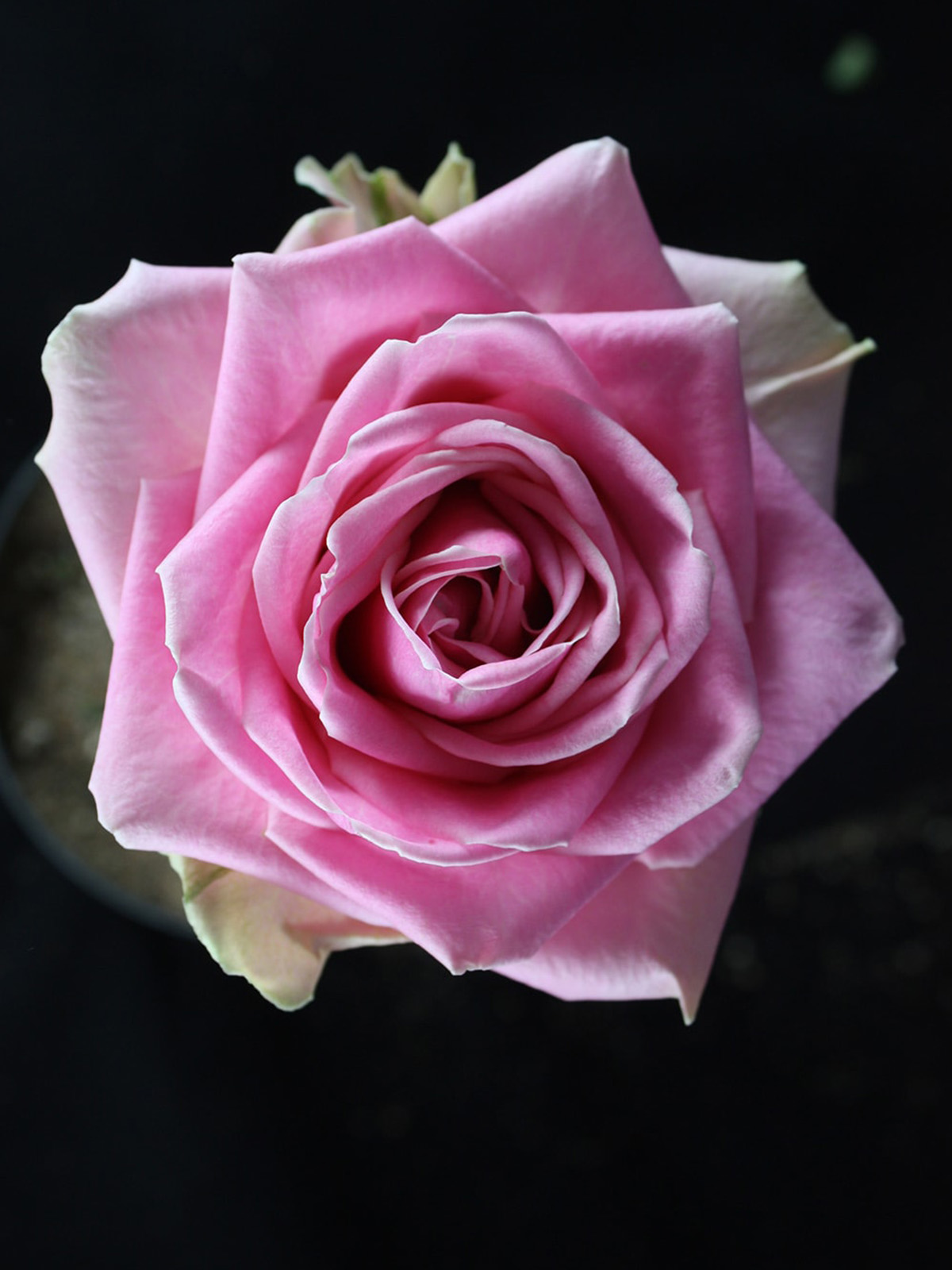 Rose Wham Pink Rose from De Ruiter