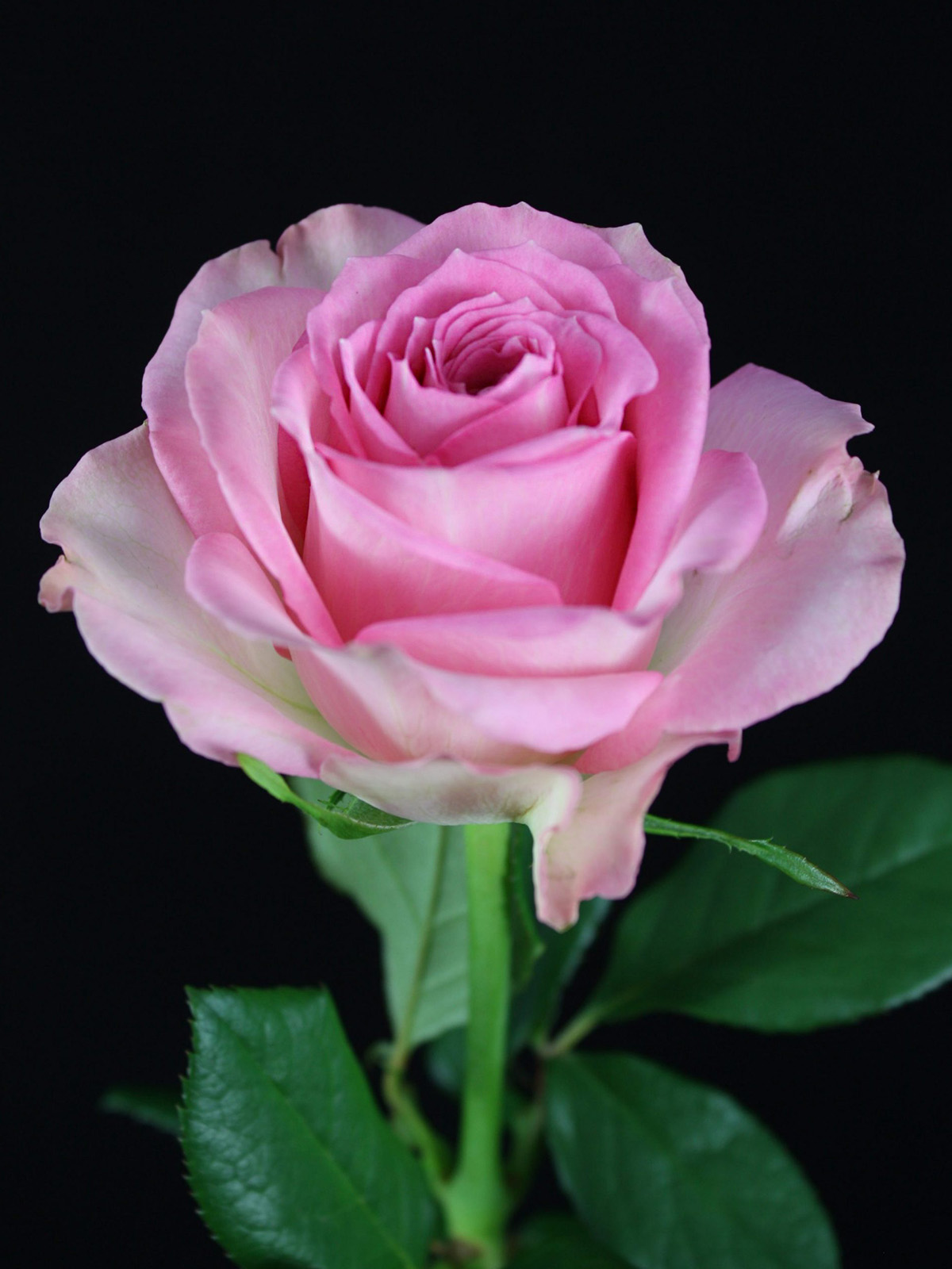 Rose Sweet Unique from De Ruiter