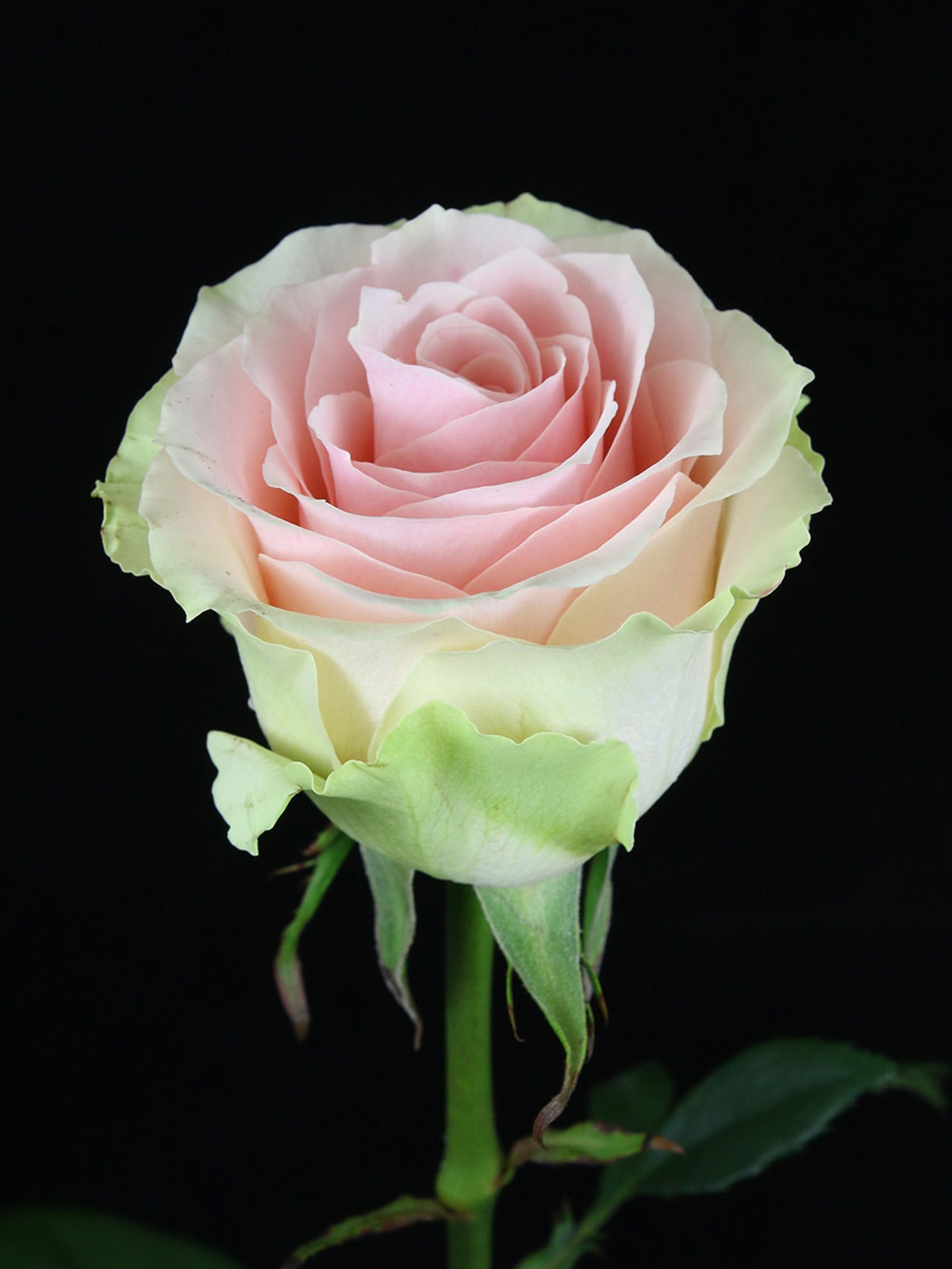 Rose Frutteto Is One of the Pink Roses from De Ruiter