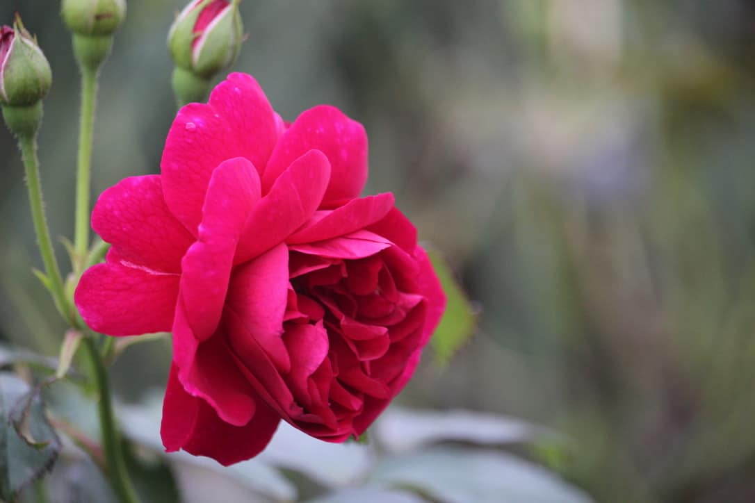 9 Astonishing Reasons to Fall in Love With Roses All Over
