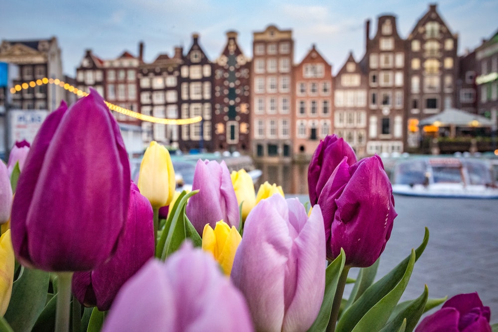 Tulip Mania The Rich History of the Tulip Amsterdam