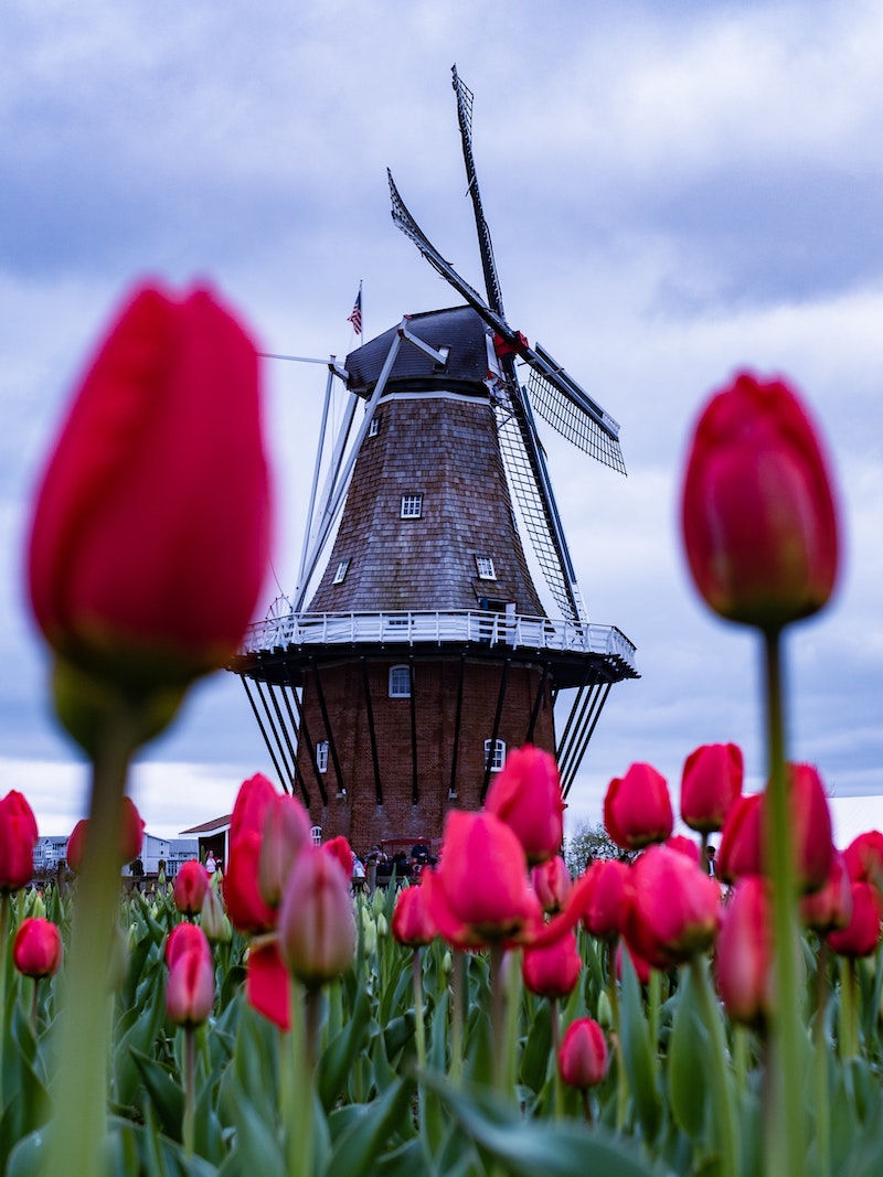 Tulip Mania The Rich History of the Tulip the Netherlands