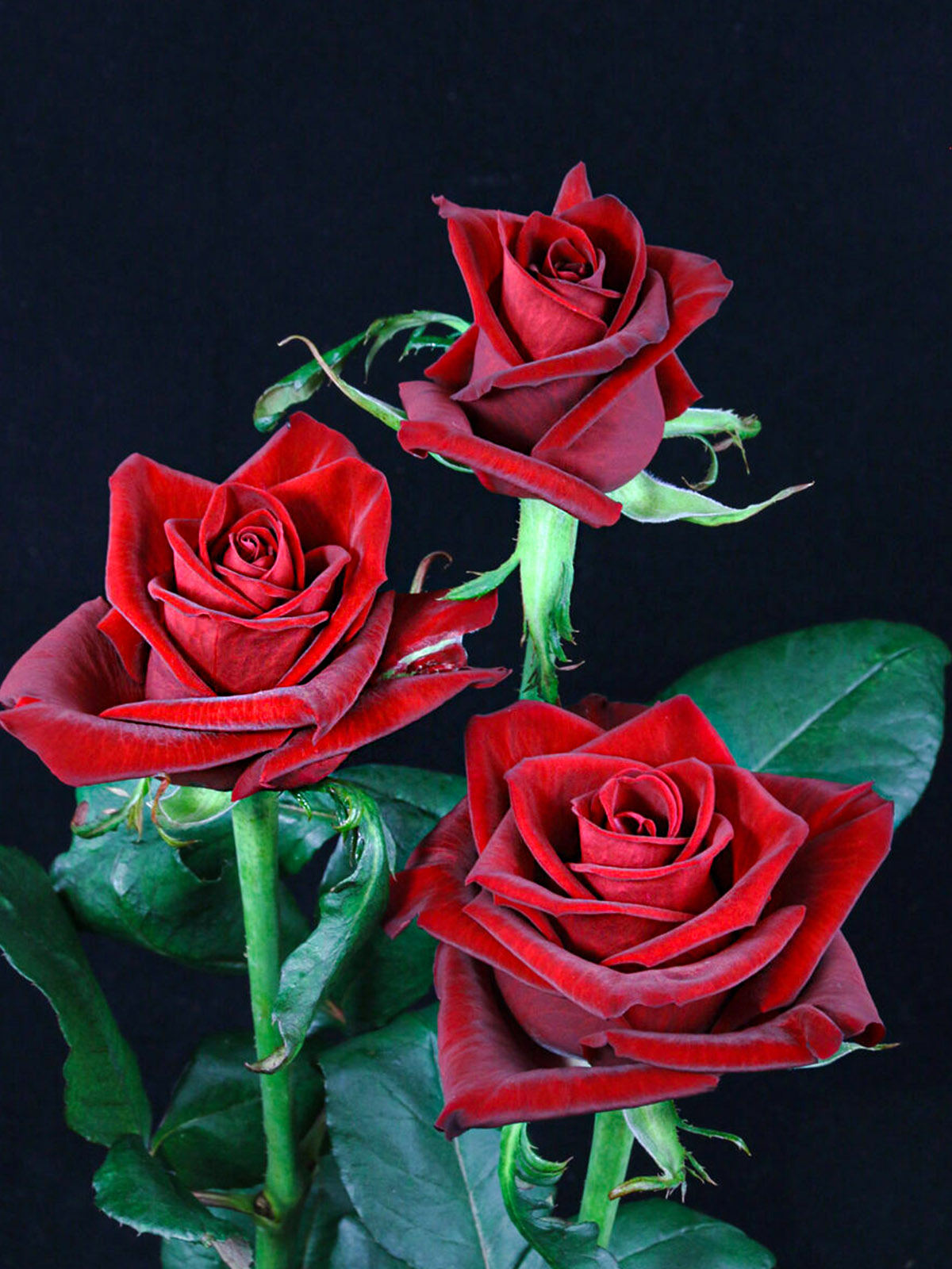 blood red roses flowers