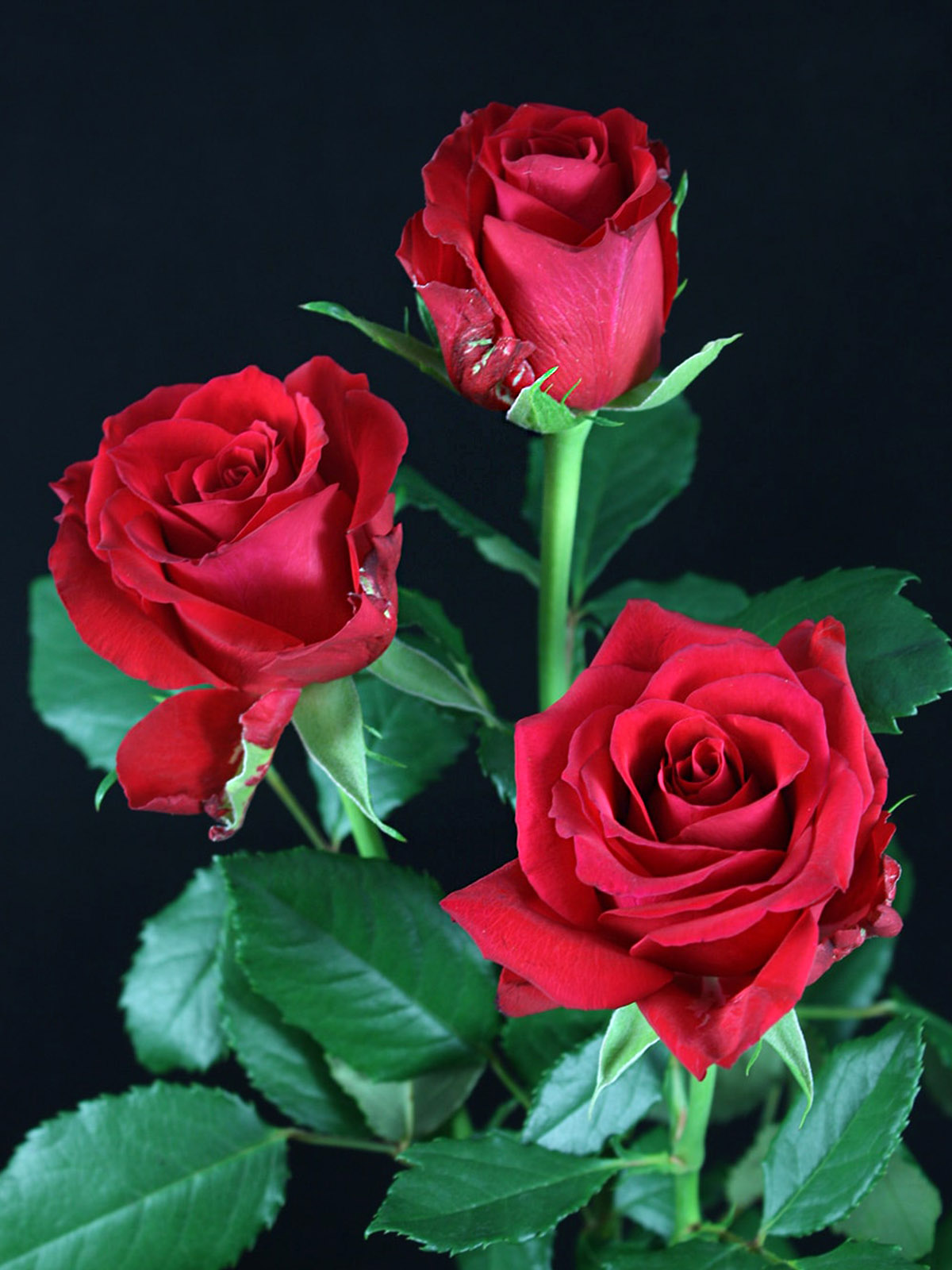 most beautiful red rose flowers