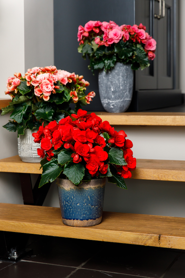 Catch That Summer Feeling With These Winter Begonias Koppe Begonia Best Winter Begonias