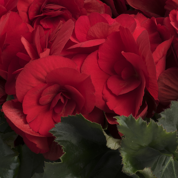 Catch That Summer Feeling With These Winter Begonias Koppe Begonia Berseba Red Close-Up