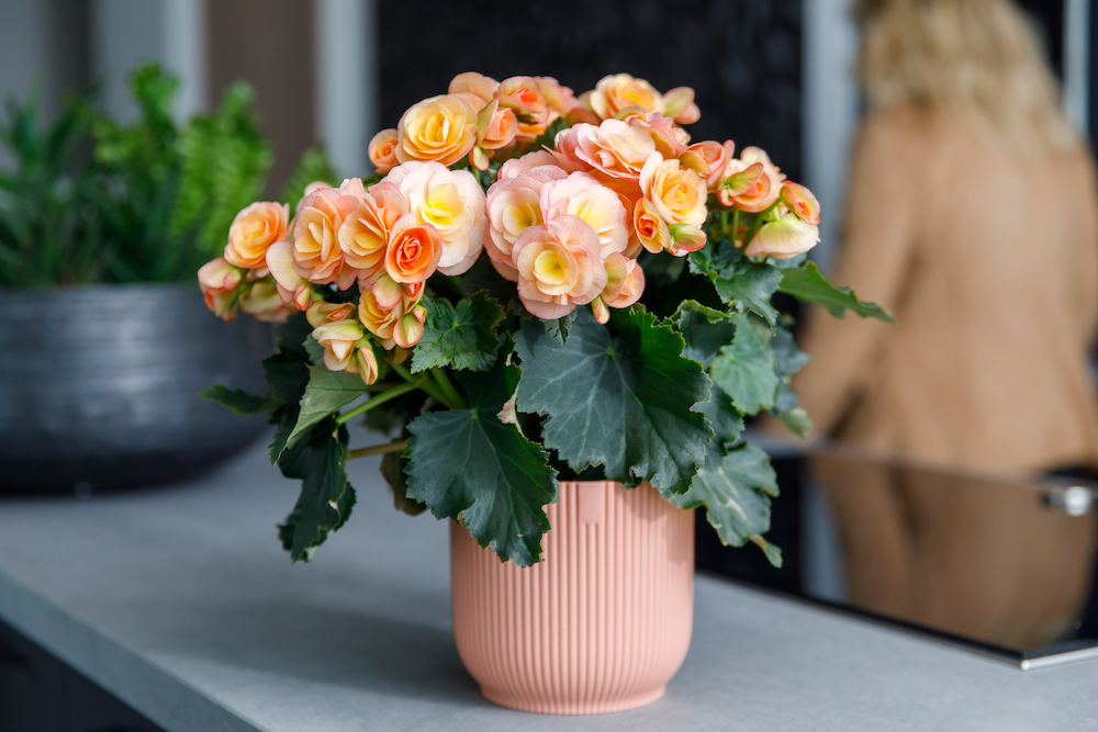 Catch That Summer Feeling With These Winter Begonias Koppe Begonia Hailey Sunset