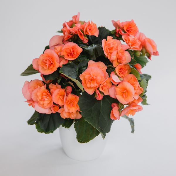 Catch That Summer Feeling With These Winter Begonias Koppe Begonia Hailey Peach