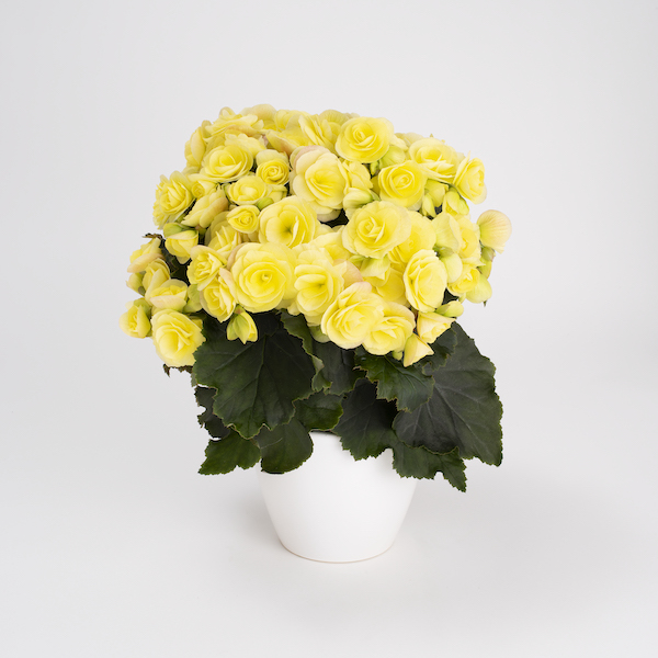 Catch That Summer Feeling With These Winter Begonias Koppe Begonia Hailey Soft Yellow