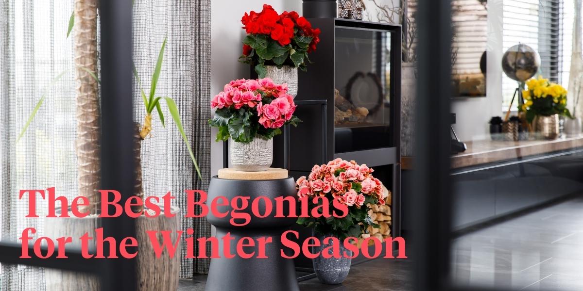 catch-that-summer-feeling-with-these-winter-begonias-header