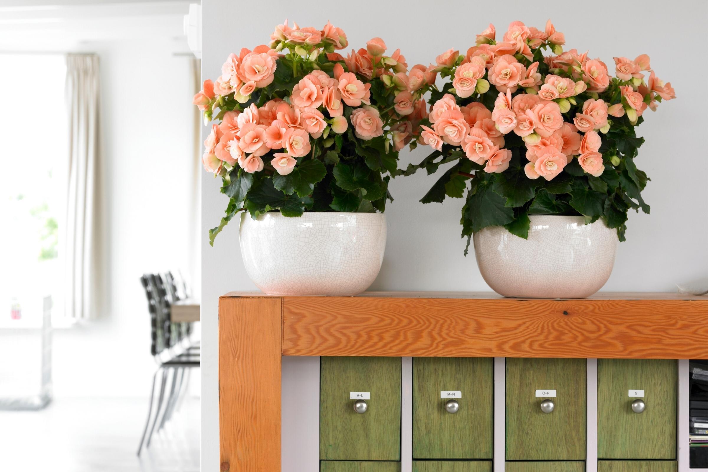 Catch That Summer Feeling With These Winter Begonias