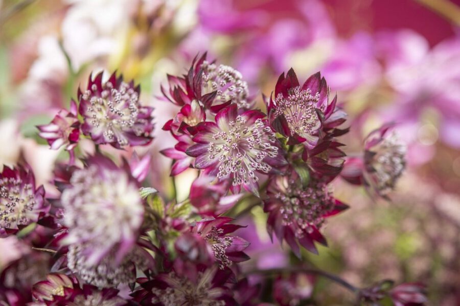 Marginpar's Top 10 Floral Trends 2022