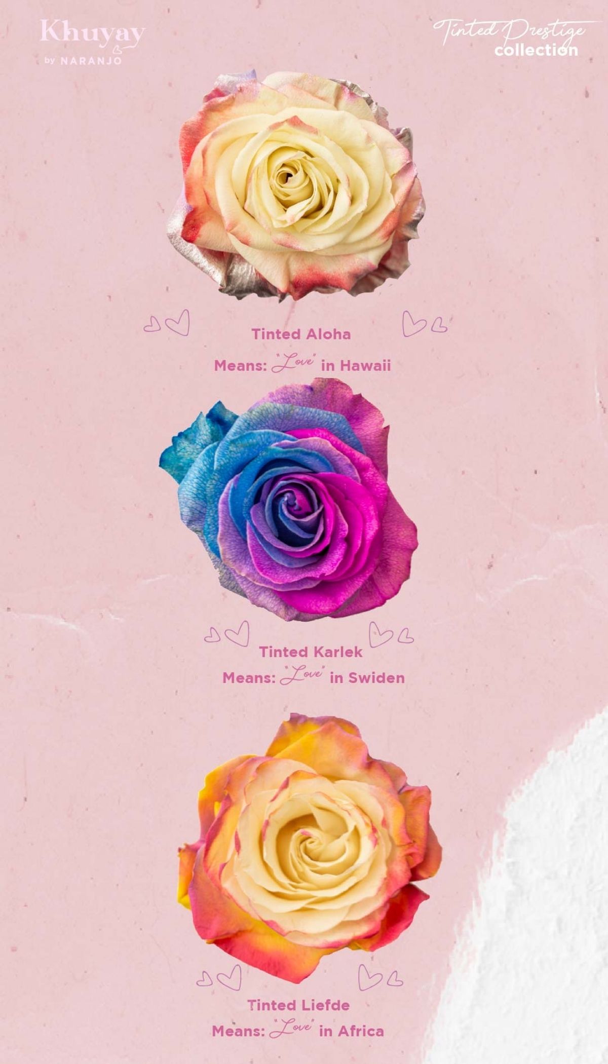 Main Techniques for Tinted Roses #1