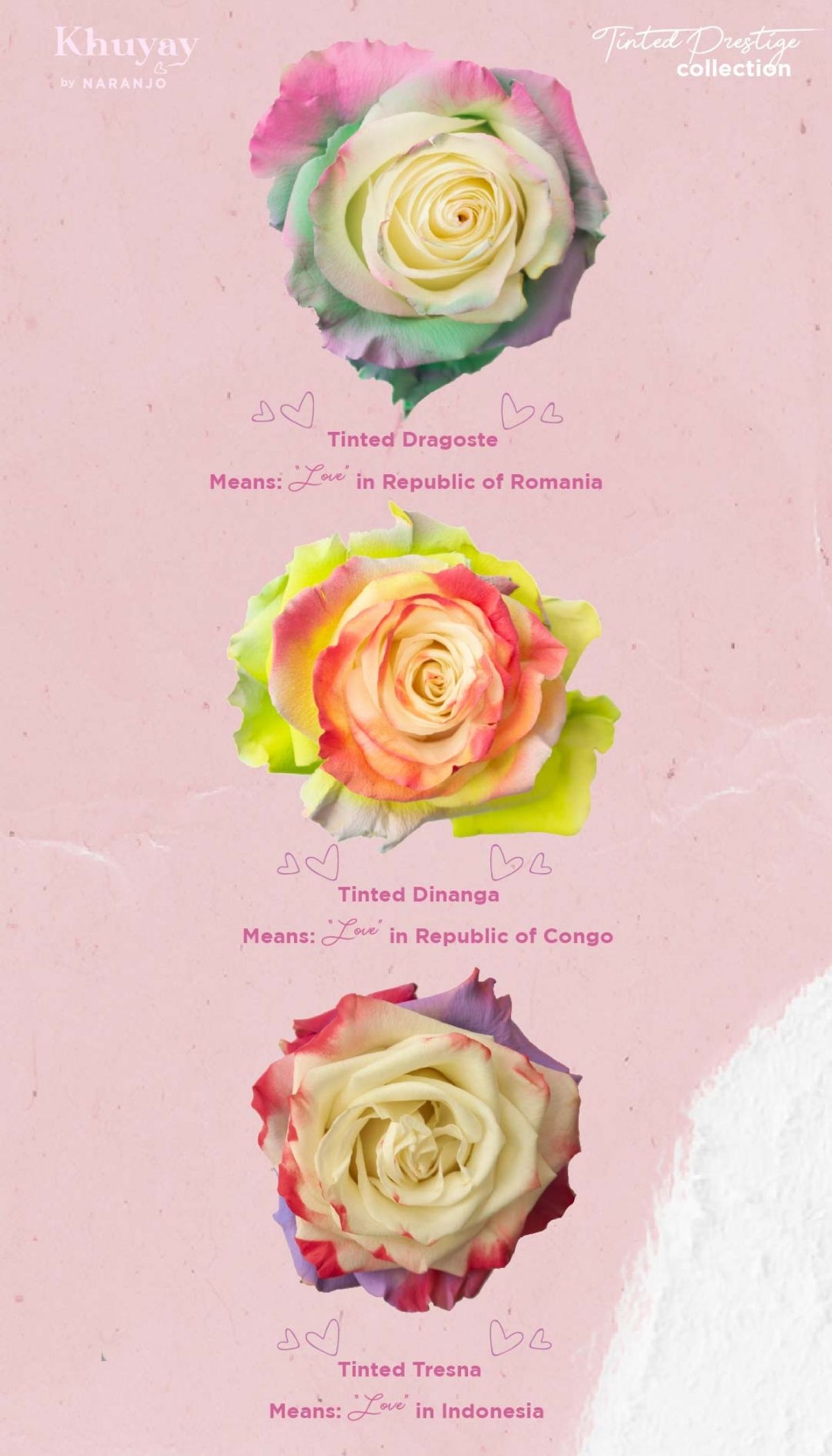 Main Techniques for Tinted Roses #2