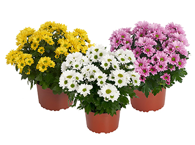 he New Pot Chrysanthemum Series for (Carnaval) Mixes Shine