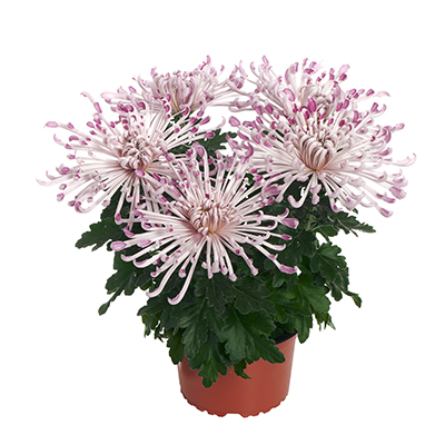 Pot Chrysanthemum Firestone™ Pink