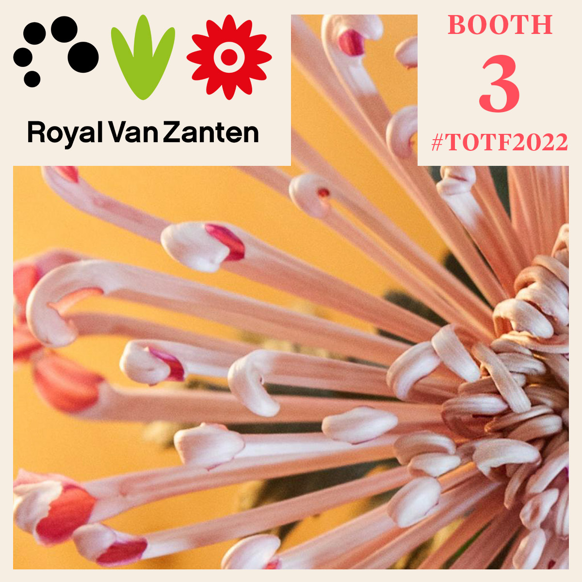 Stay On Top of Your Game With the New Royal Van Zanten Varieties!