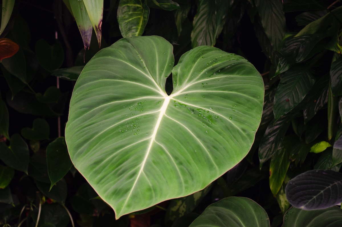 The Philodendron Gloriosum is a True Houseplant Gem Tropical Houseplant Velvet Green Leaf