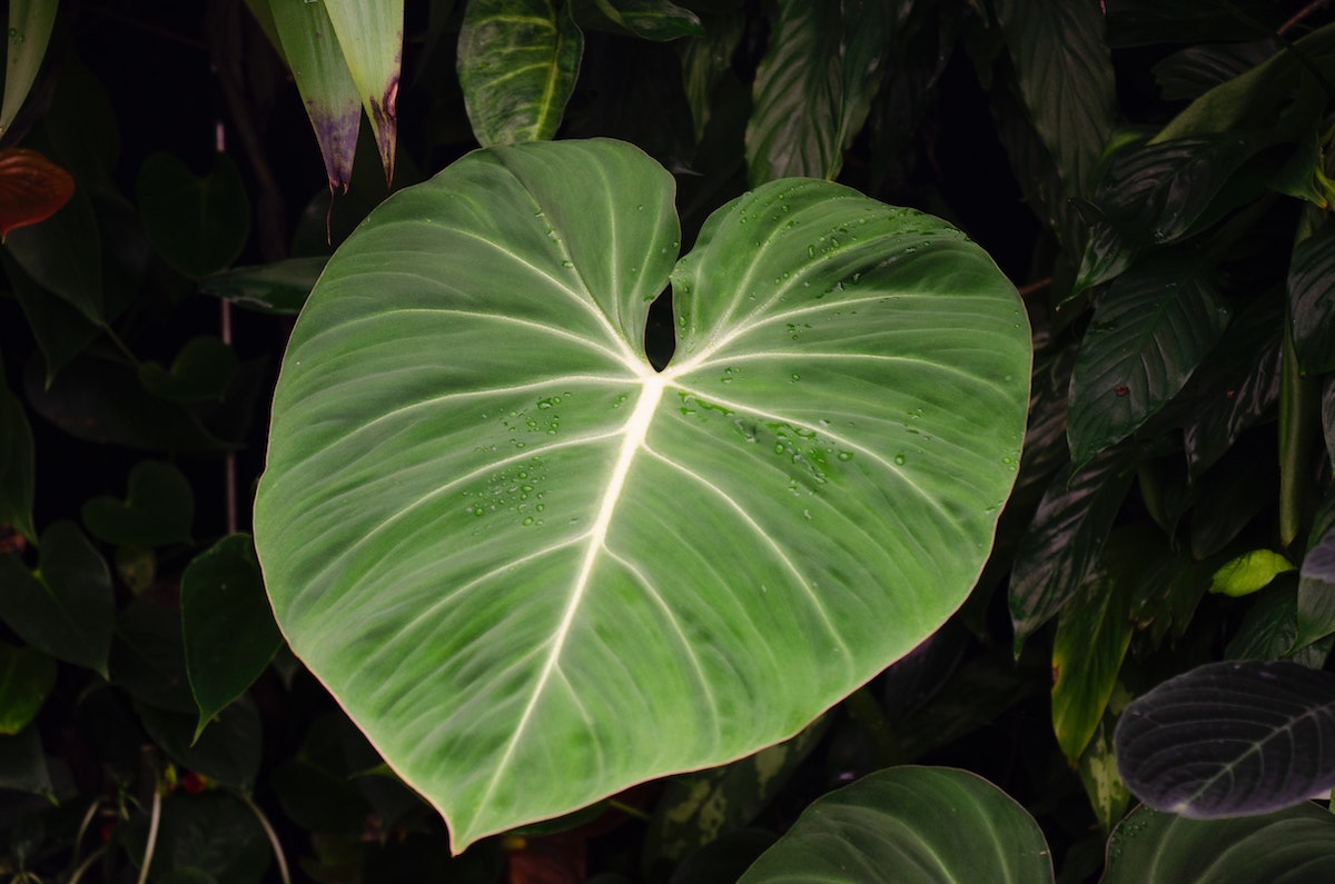 beautiful heart like shape of philodendron gloriosum