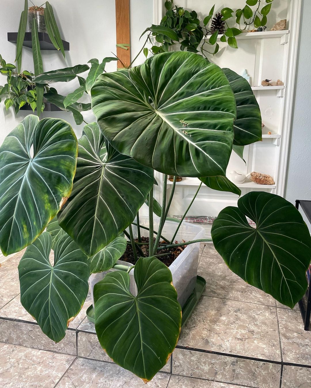 Big green leaves of this philodendron make it a center of attraction.