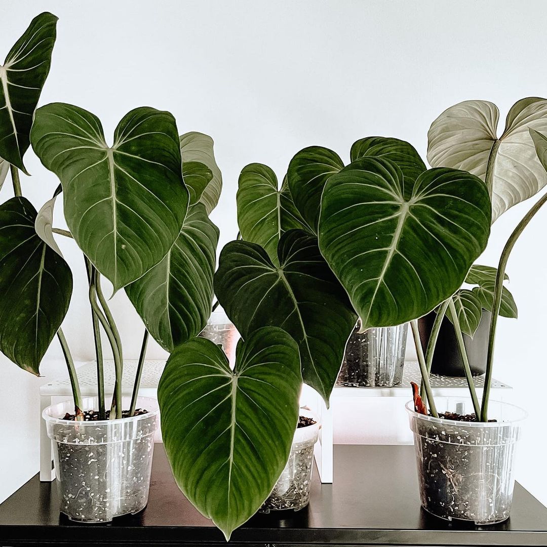 potted philodendron gloriosums