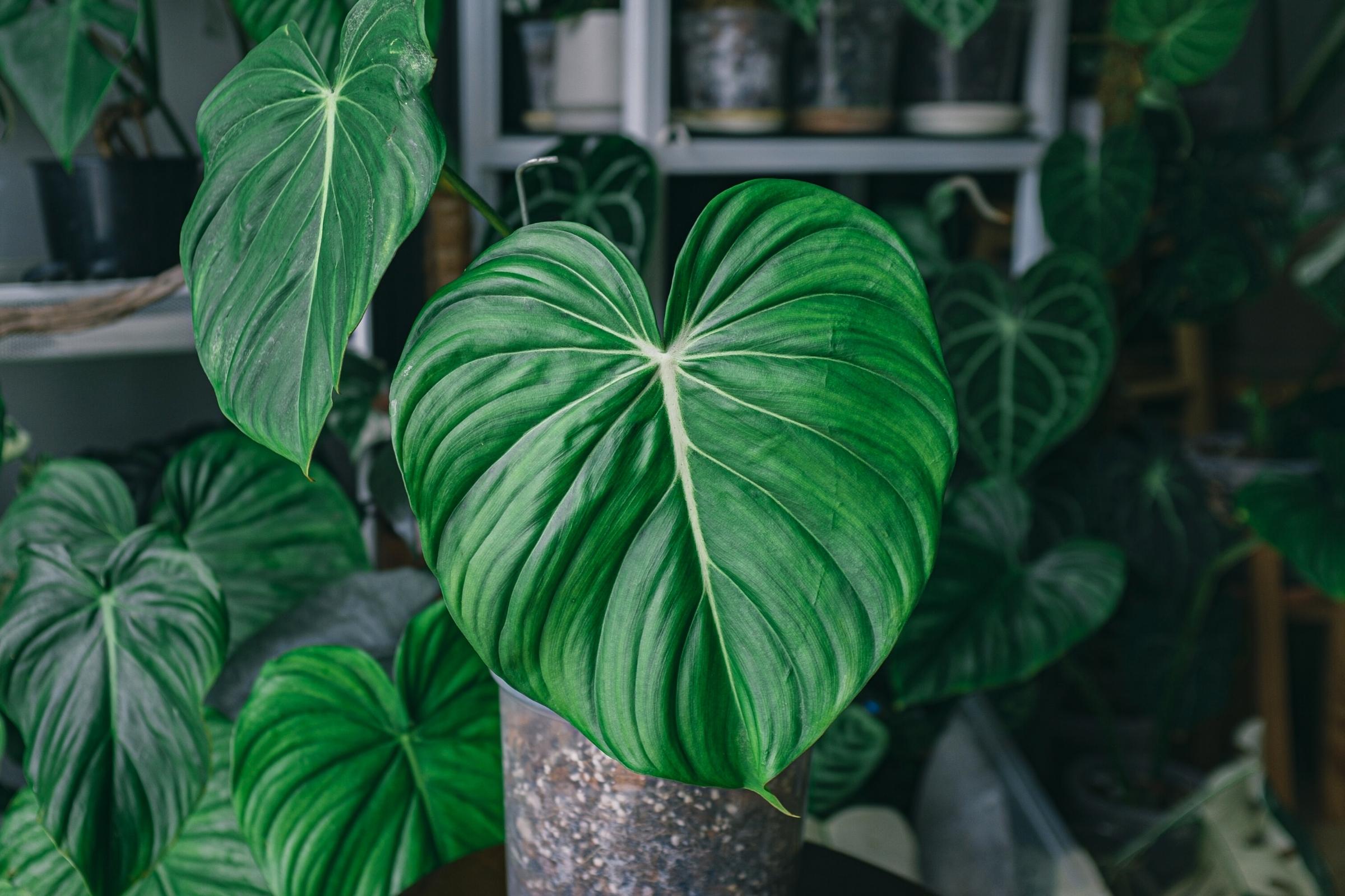 striking leaf of a philodendron gloriosum