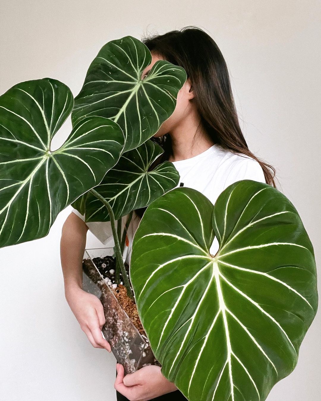 The Philodendron Gloriosum Rare Houseplants - on Thursd.