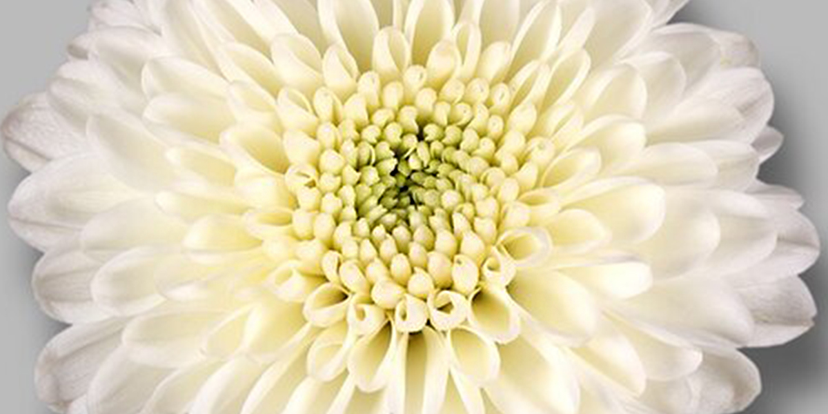 Chrysant Santini Ellison White Cut Flower on Thursd header.jpg