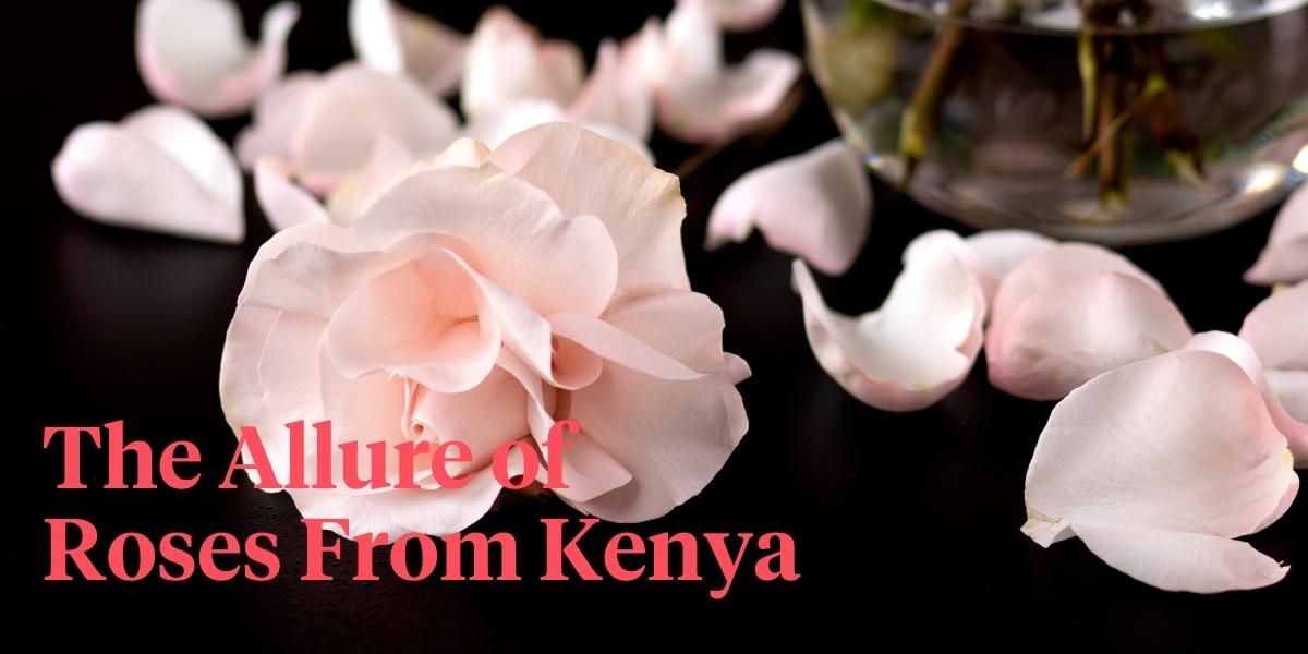 wordpress header 5 Kenyan Roses From De Ruiter You Will Love.jpg